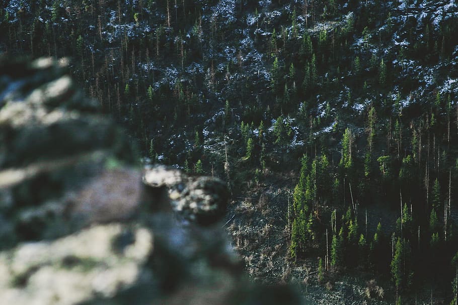 top view photo of green pine tree forest, green pine trees on black hill under daytime sky HD wallpaper
