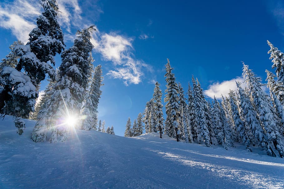 worm's-eye view of tree covered with snow, snow covered forest and hill HD wallpaper