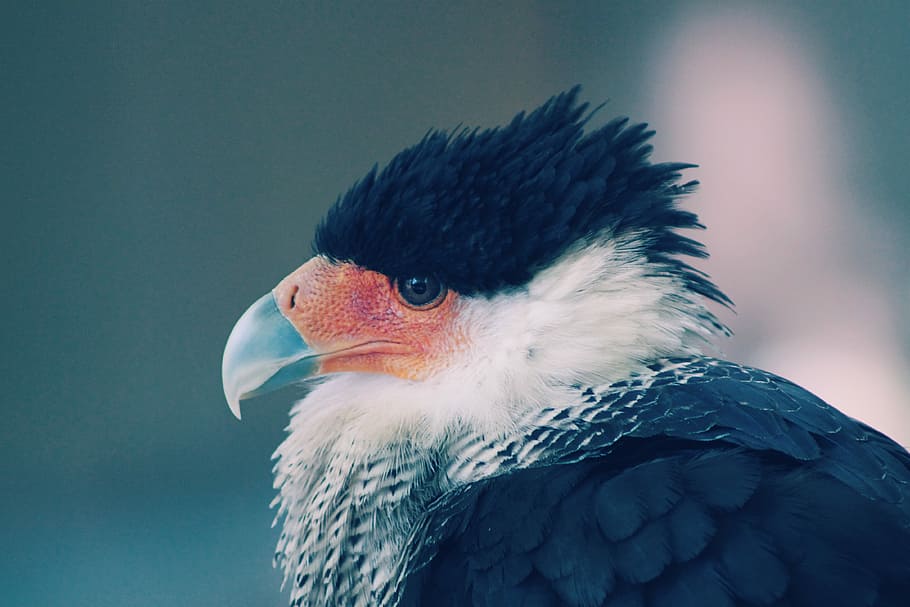 close-up photograph of black and white bird, close-up photo of black and red beaked bird HD wallpaper