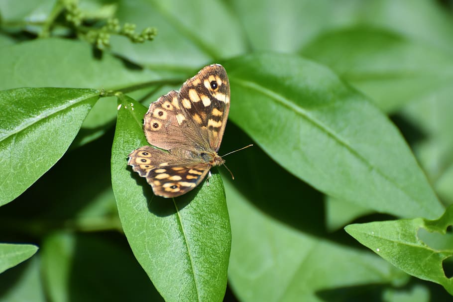 butterfly, nature insect, plant part, leaf, animal wildlife HD wallpaper