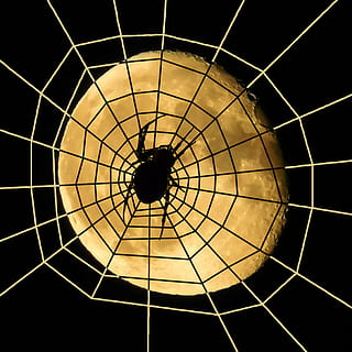 spider, moon, halloween, cobweb, dreiviertelmond, decreasing moon HD wallpaper