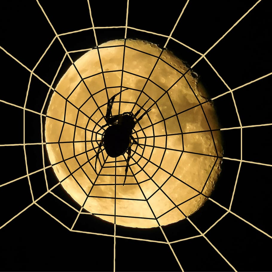 spider, moon, halloween, cobweb, dreiviertelmond, decreasing moon HD wallpaper