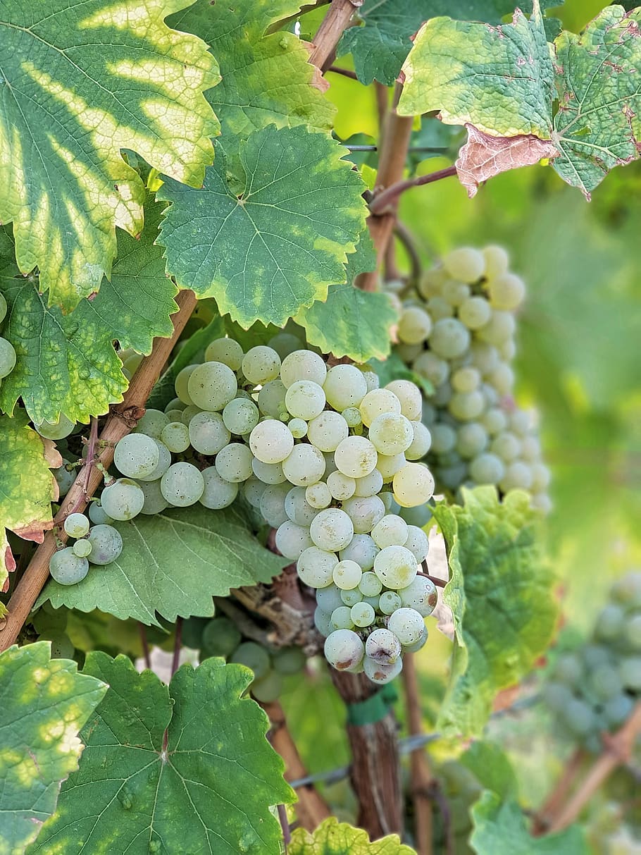 grapes, vine, vineyard, leaf, growth, plant part, fruit, food and drink HD wallpaper
