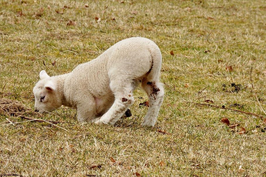 animals, lamb, outdoor life, nature, sheep, spring, lambs, young, HD wallpaper