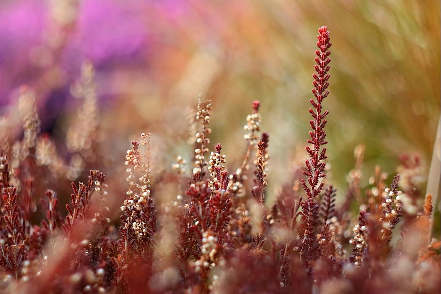 heather, blur, plant, spring, colors, no people, nature, growth HD wallpaper