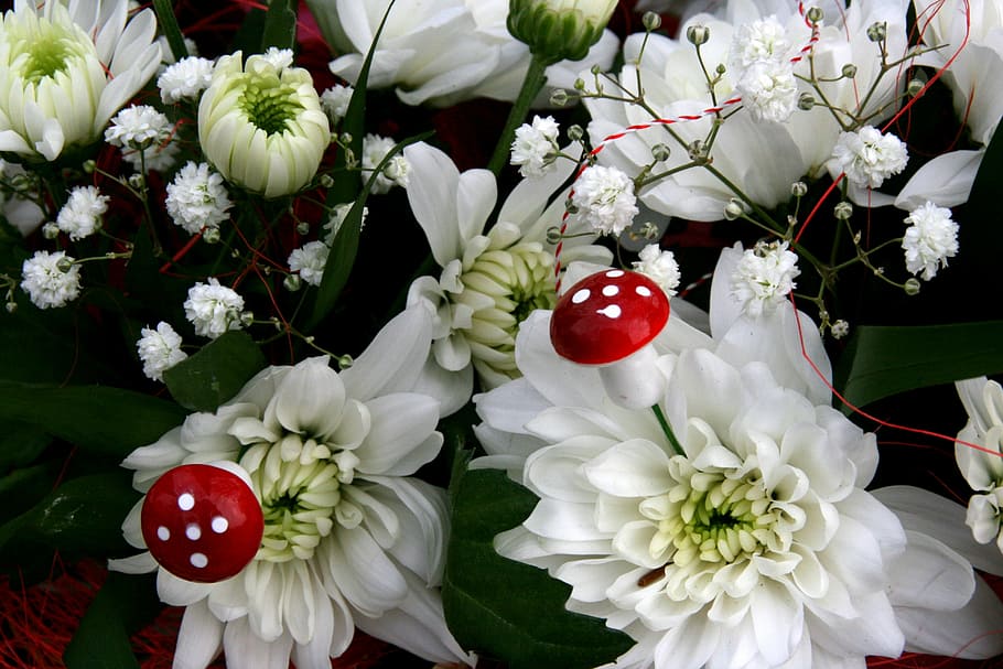 flower, mushroom, white, spring, flowering plant, freshness HD wallpaper