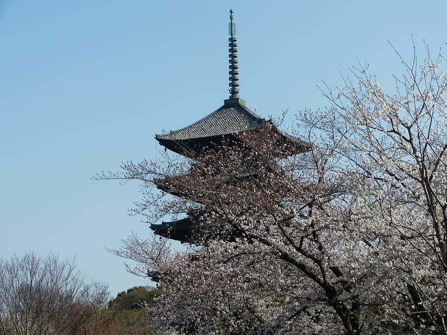 Five-Storied Pagoda, Cherry, spring kyoto, tree, bare tree HD wallpaper