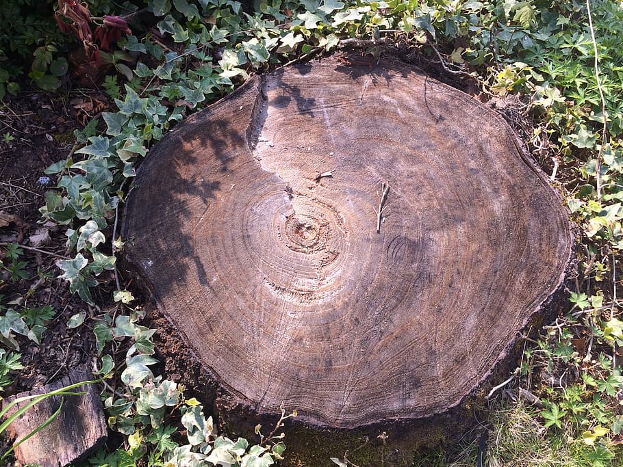 tree stump, time, transient, bark, plant, day, no people, close-up HD wallpaper