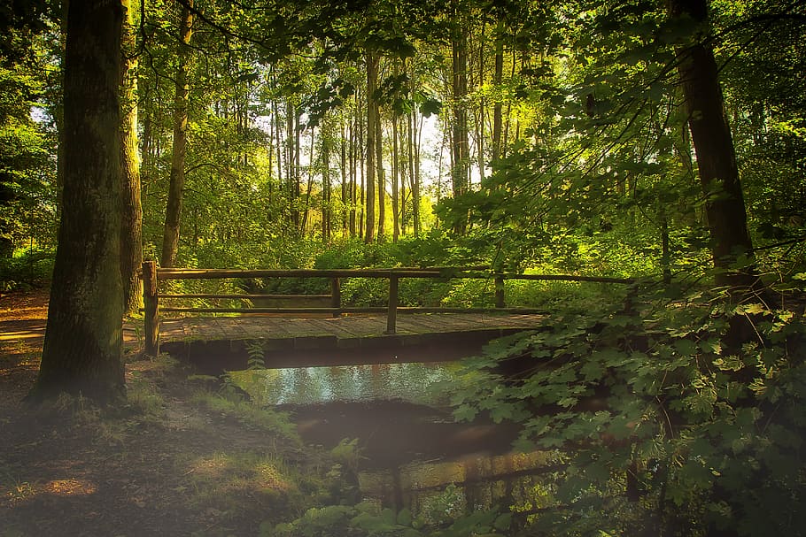 brown bridge surrounded by trees, forest, fog, nature, bach, water