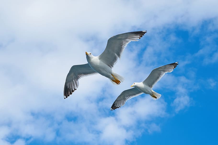two seagulls, Bird, Animal, sky, dom, day, birds, blue, nature, HD wallpaper