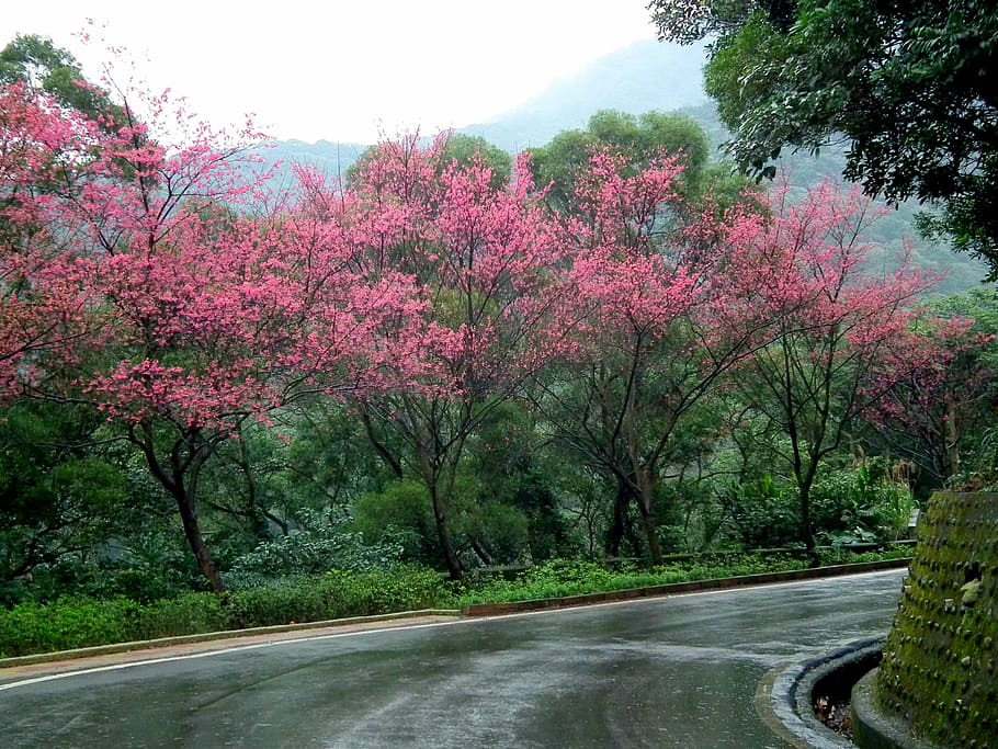 taiwan, cherry blossoms, landscape, tree, plant, road, growth HD wallpaper