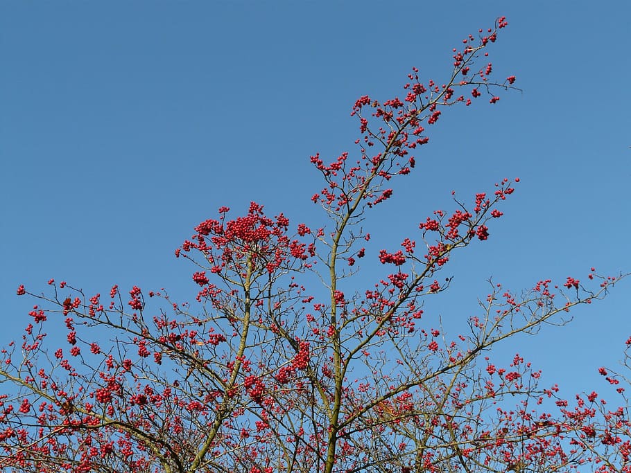 berries, fruits, red, tree, berry red, leather leaf weißdorn HD wallpaper