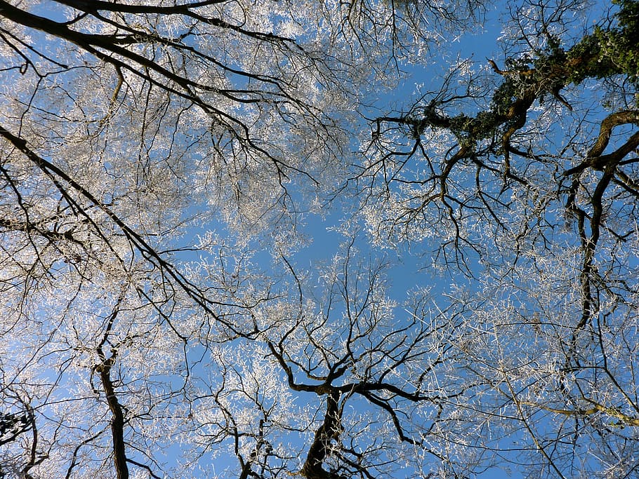 trees, summits, sky, blue, winter, forest, nature, branch, gel HD wallpaper