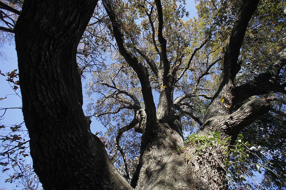 tree, mood, nature, forest, oak, tree trunk, plant, growth HD wallpaper