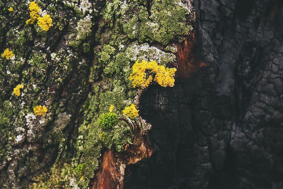 nature, ash, bark, burn, burnt, charcoal, closeup, moss, tree HD wallpaper