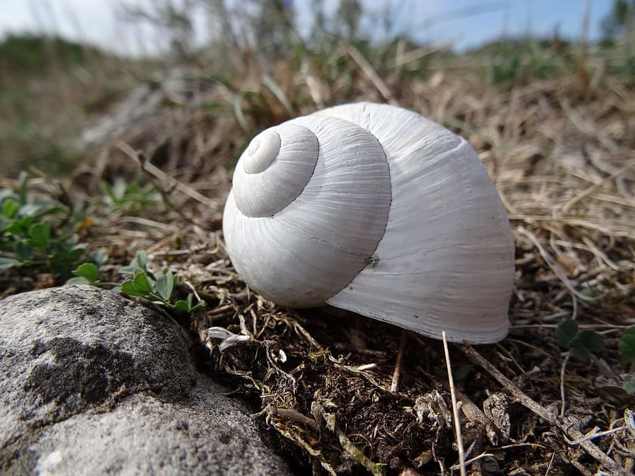 shell, white snail, stagnate, animal, small, grass, ground HD wallpaper
