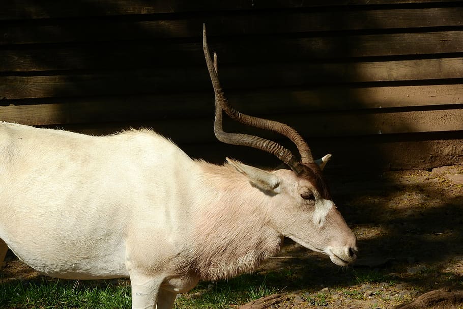 addax, the antelope, corners, animal, mammal, nature, grass HD wallpaper