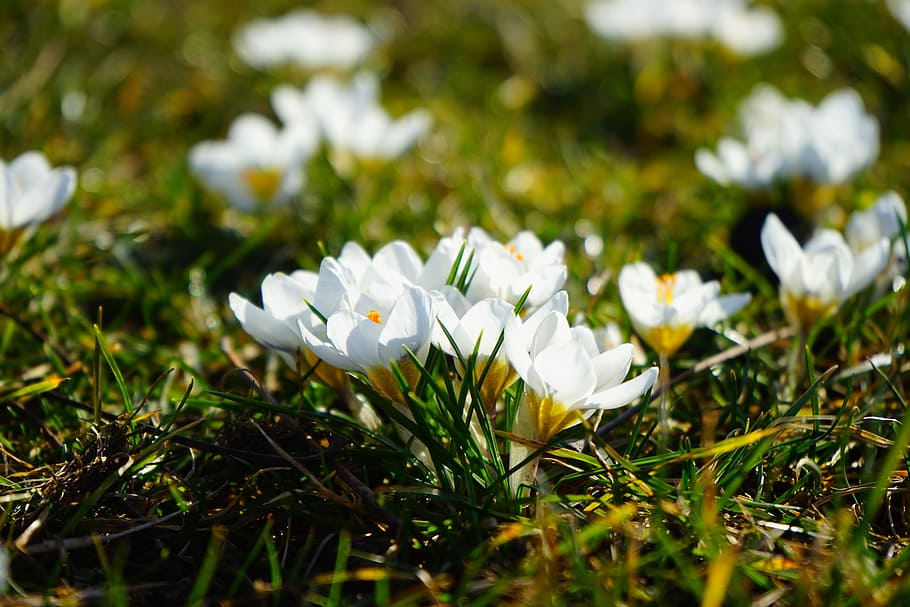 white flowers and green leaves, spring, meadow, crocus, close HD wallpaper