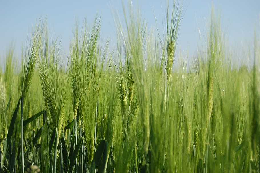 triticum, cereals, collected, plant, agriculture, crop, growth HD wallpaper