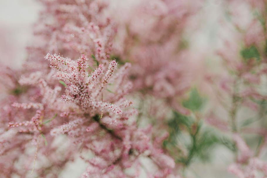 Tree bloom in early Spring, flowers, background, nature, pink HD wallpaper