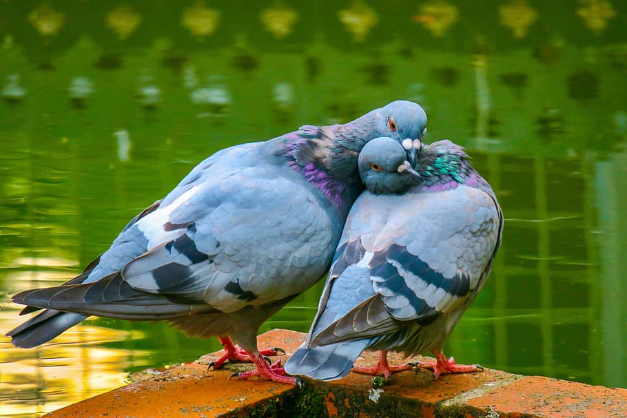 bird, feather, wings, wildlife, nature, pigeon, birds, outdoor HD wallpaper