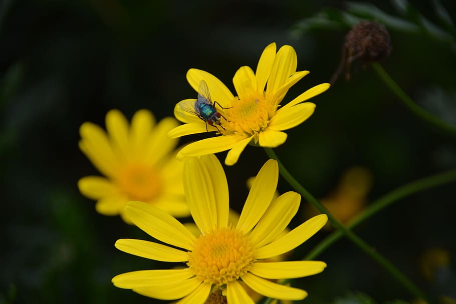 Fly, Flower, Insect, Nature, yellow flowers, flora, botany HD wallpaper