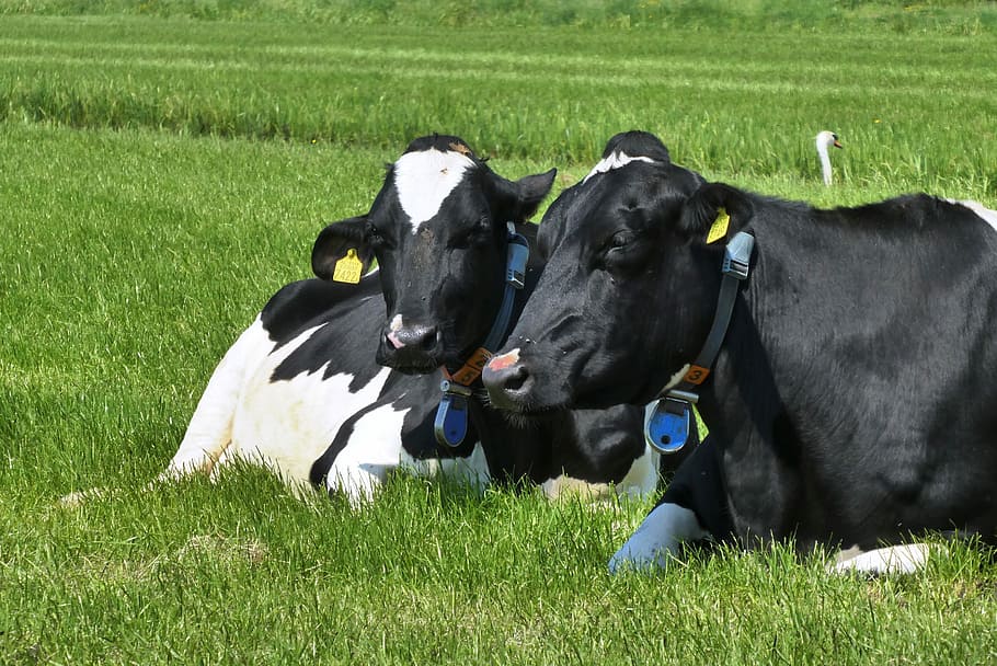 two black-and-white cattles on field, cow, whey, grass, cows HD wallpaper