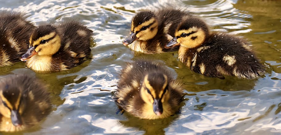 black and yellow ducklings on body of water, Mallards, Chicks