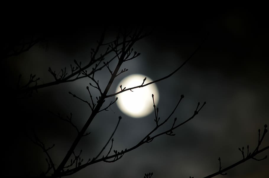 silhouette of tree branches, nature, darkness, light, illuminated HD wallpaper