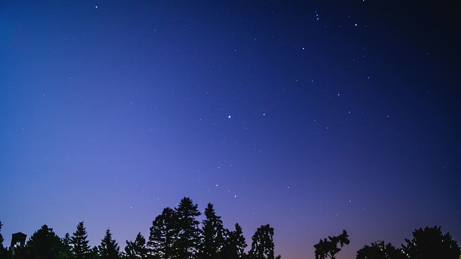 silhouette of trees during nighttime, tree under blue sky, dark HD wallpaper