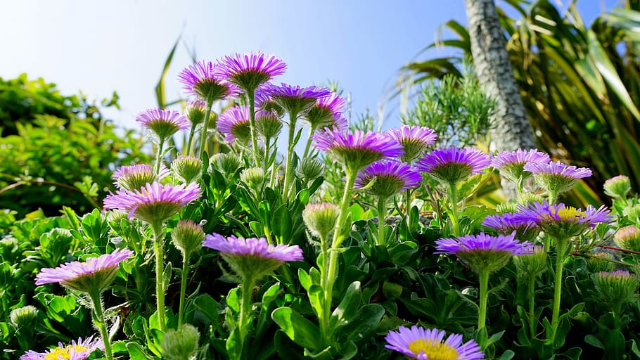 Bloom, Red, Green, Blooming, Natural, season, flower, floral HD wallpaper