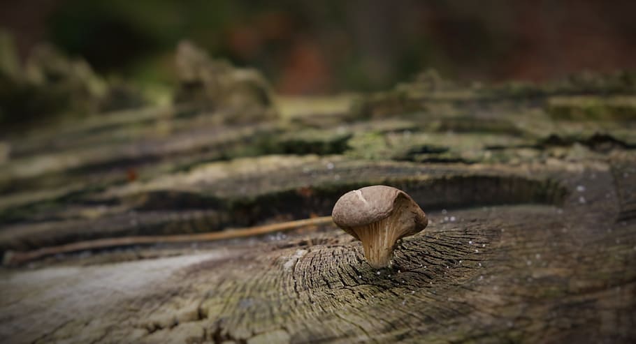 mushroom, tree, bark, selective focus, no people, fungus, nature HD wallpaper