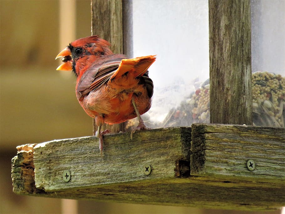 bird, mature, cardinal, red, wildlife, animal themes, vertebrate HD wallpaper