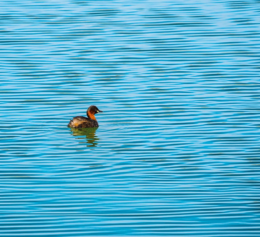 Swimming bird