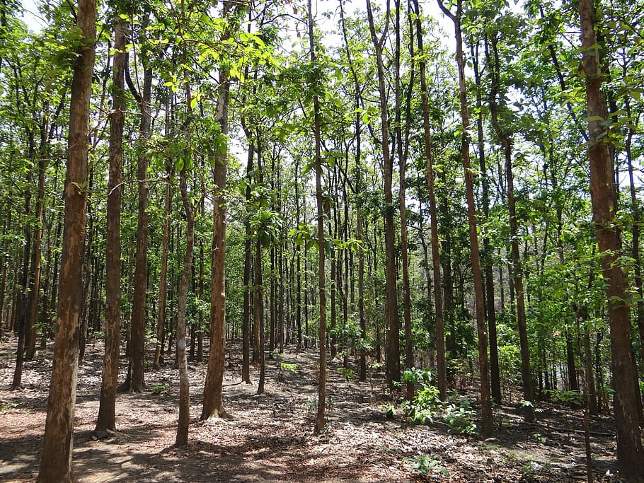 Teak, Forests, Dandeli, Karnataka, India, teak forests, wild, HD wallpaper