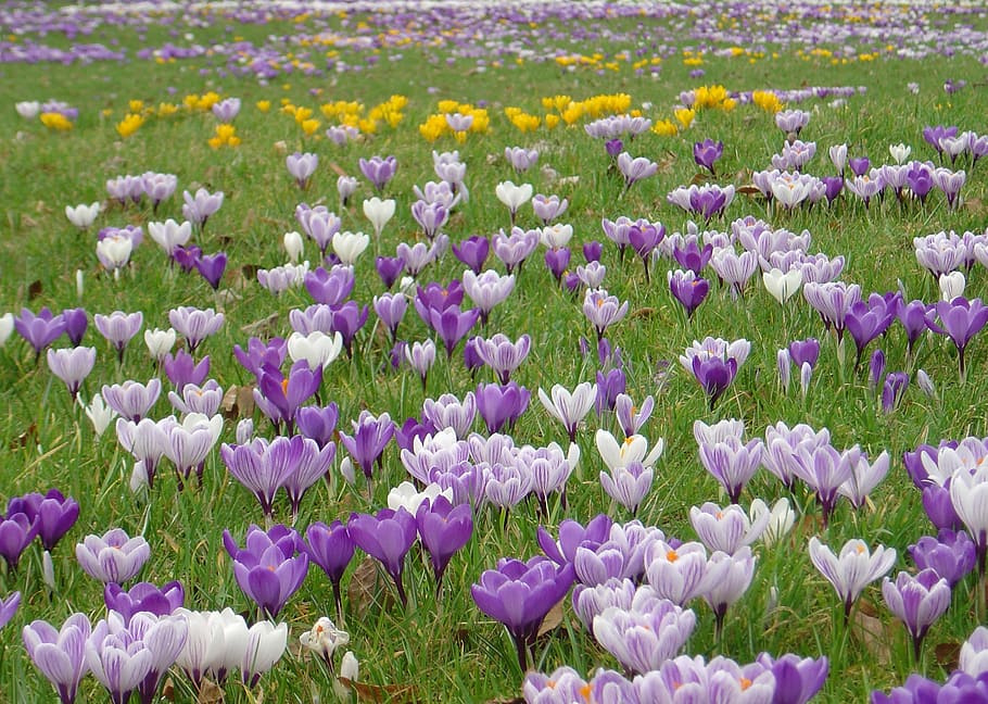 crocus, flower meadow, spring meadow, flowering plant, beauty in nature HD wallpaper