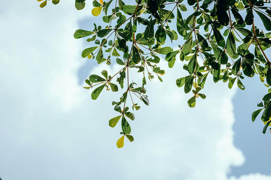 green leafed tree, nature, trees, plants, leaves, sky, clouds HD wallpaper