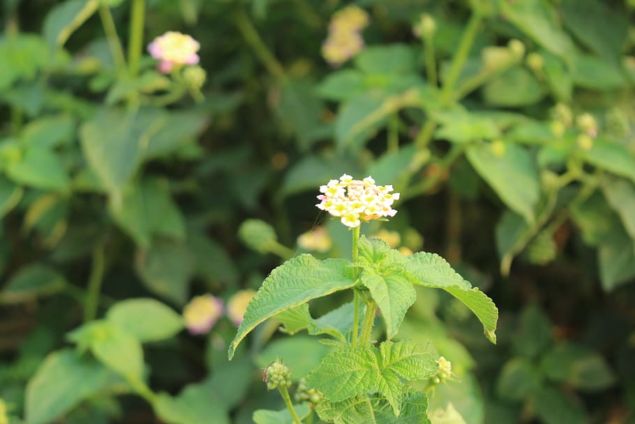 nature, leaf, flora, flower, summer, plant, growth, plant part HD wallpaper