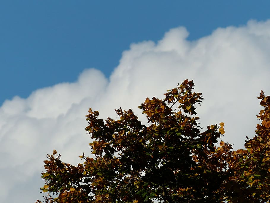 sky, clouds, cloud mountains, white, blue, tree, linde, lipovina HD wallpaper