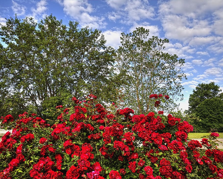 rose, scenery, trees, artistic, art print, digital art, colorful HD wallpaper