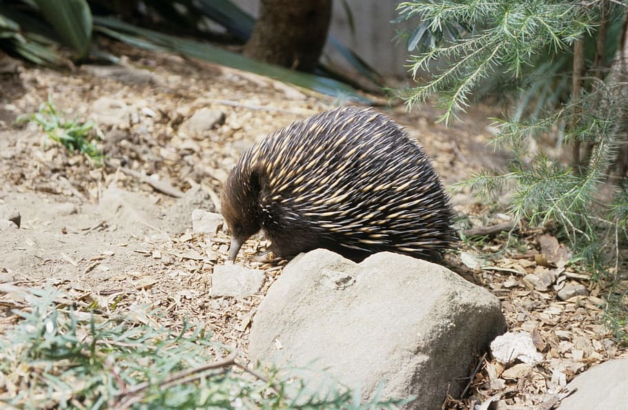 HD wallpaper: Echidna, Australia, Animal, echidnas, hedgehog, animals ...