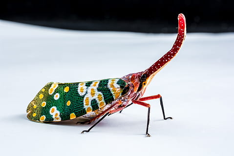 Canthigaster Cicada, Fulgoromorpha, insect, proboscis, long HD wallpaper