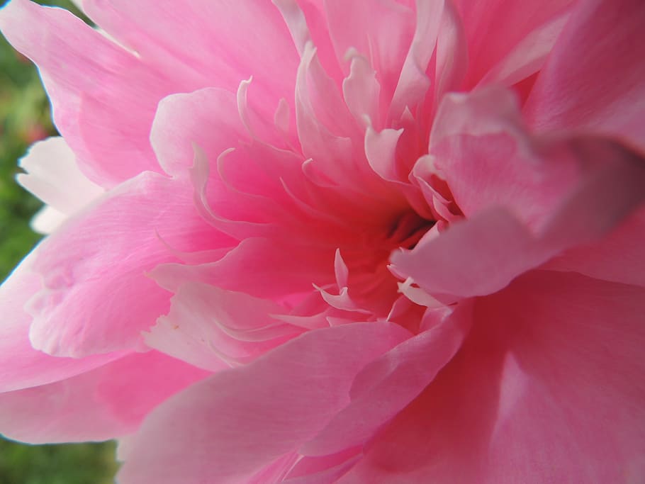 flower, pink, gerbera, summer, center, flowering plant, pink color HD wallpaper