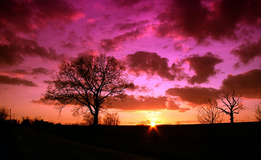 silhouette photo of wither tree, sunset, sky, nature, sunrise HD wallpaper