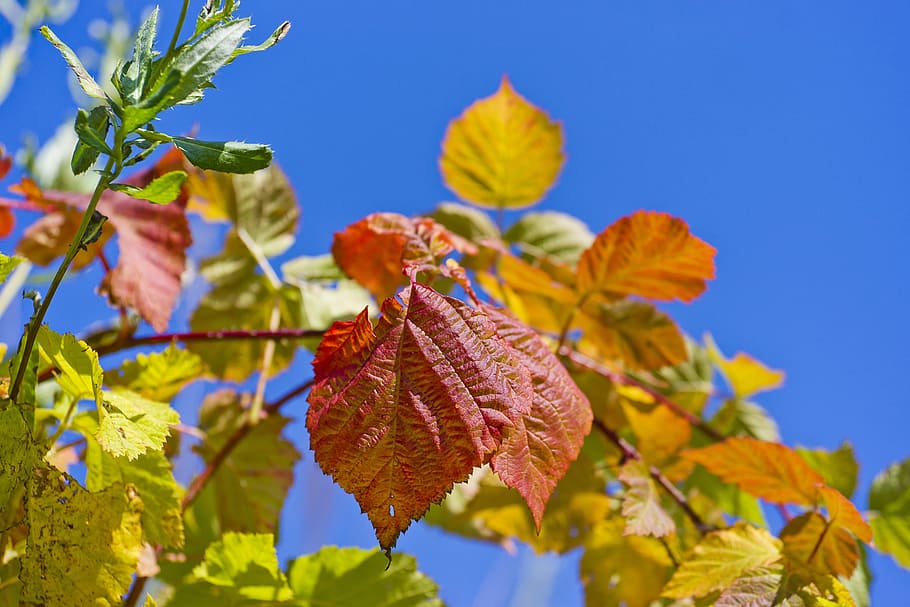blue, raspberry, nature, background, natural, leaves, season HD wallpaper