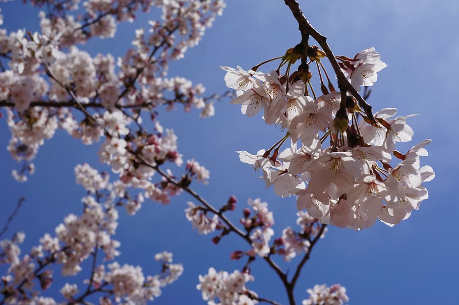 spring, cherry blossom, flowers, fragility, springtime, vulnerability HD wallpaper