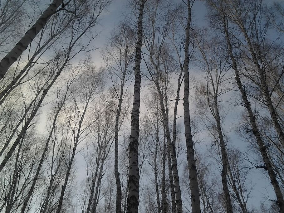 Trees, Birch, Forest, Leaves, sky, nature, living nature, trunk HD wallpaper