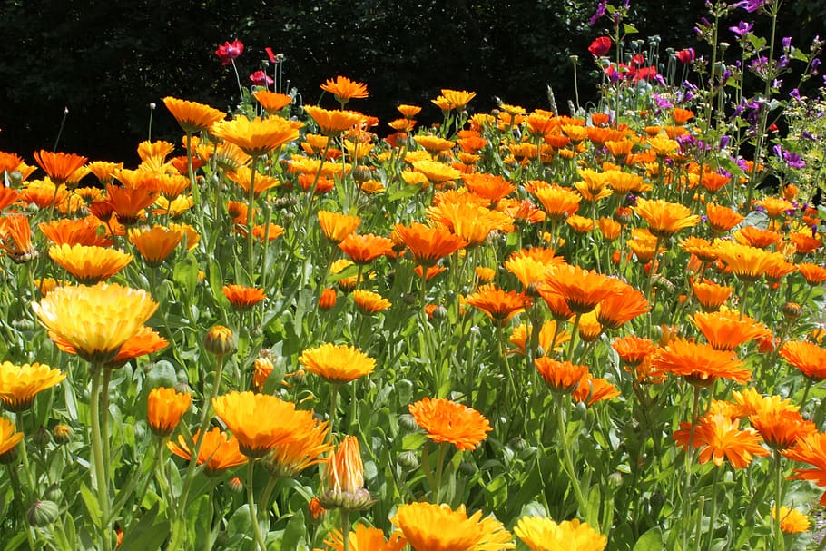 marigold, calendulae, summer, plant, flower, flowering plant HD wallpaper