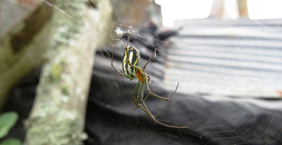 nature, insects, spider, bichito, macro, close-up, selective focus HD wallpaper