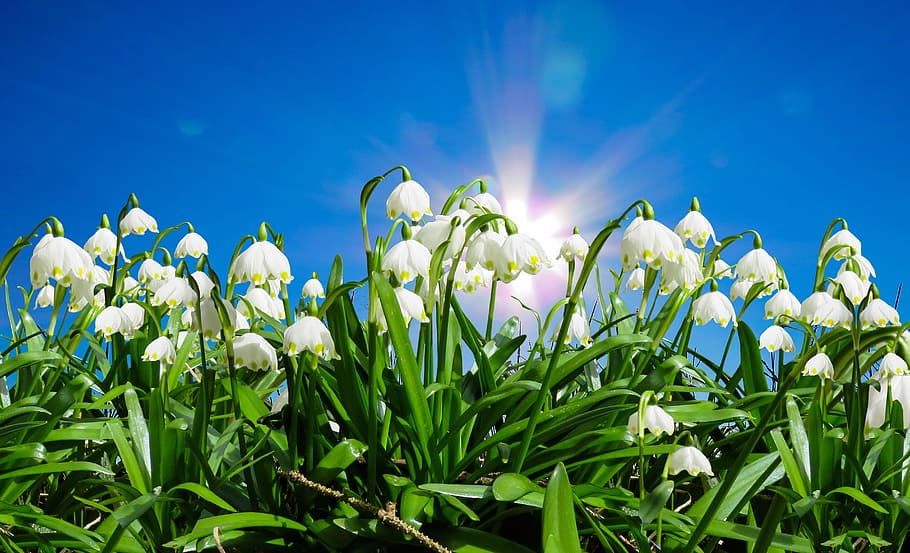white petaled flowers under blue skies, nature, spring, snowflake, HD wallpaper